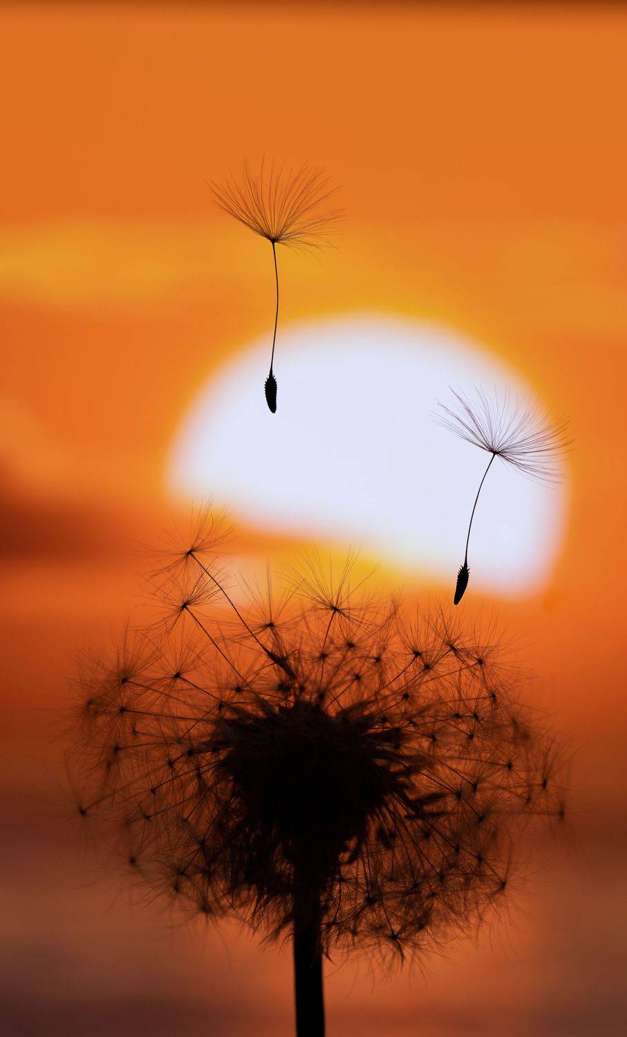 макро, закат, одуванчик, природа, sunset, dandelion, macro, Мария Обидина