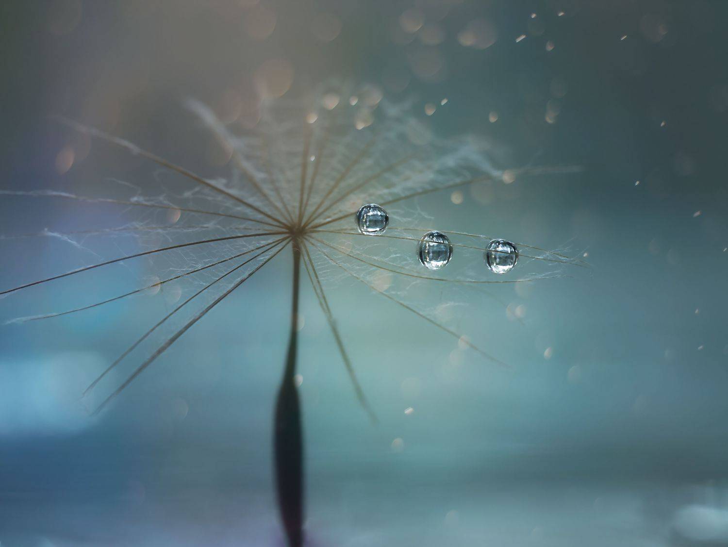 макро, капли, одуванчик, macro, dandelion, drops, water, Мария Обидина