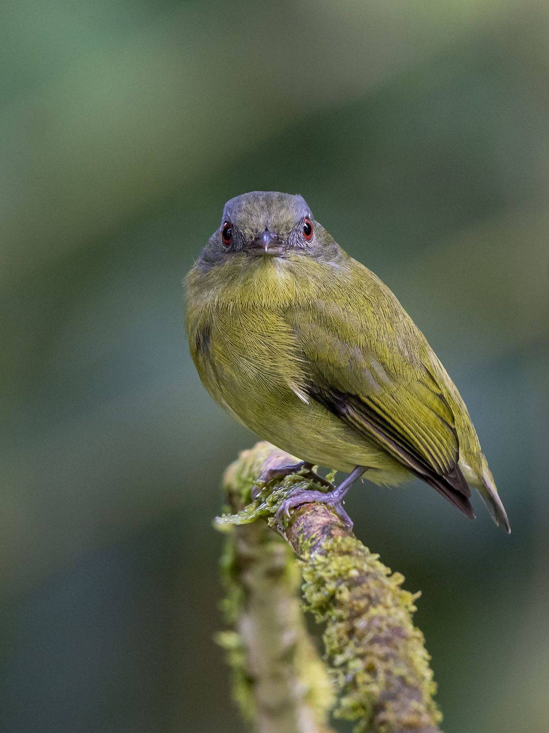 , Burgalin Sequeira Fernando