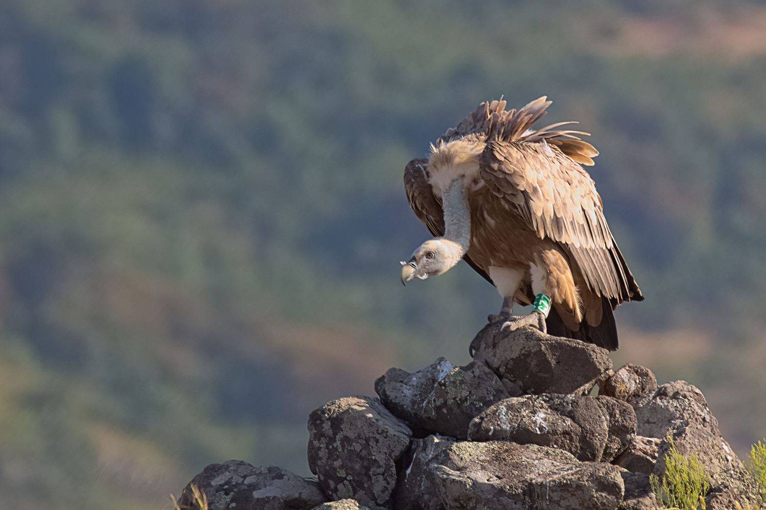 , Славов Георги