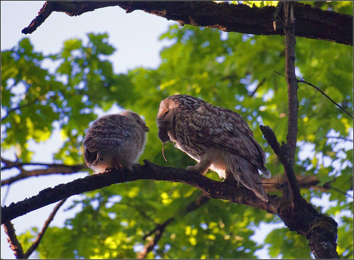москва, парк, птицы, АНАТОЛИЙ ДОВЫДЕНКО