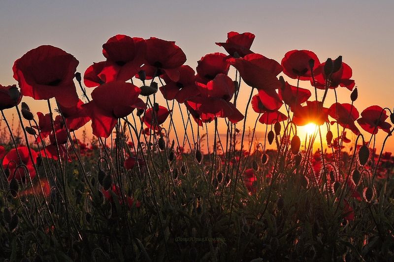 Маки, маки,красные маки... фото превью