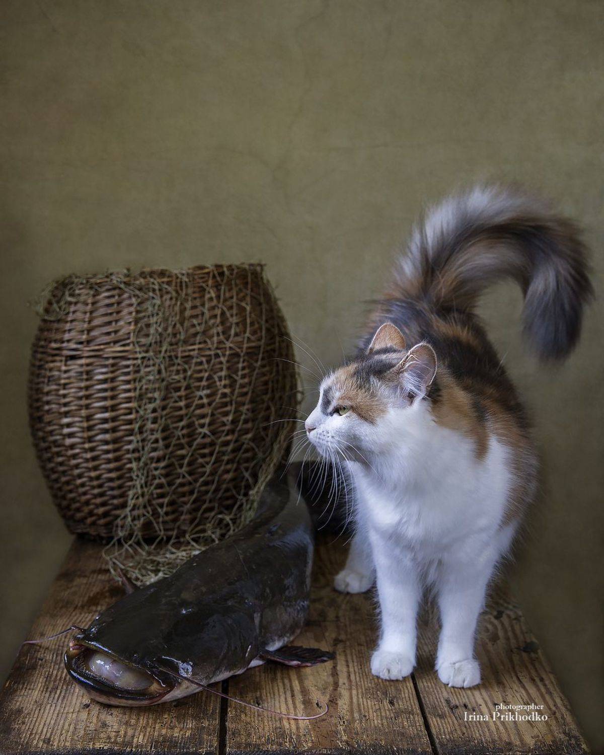 натюрморт, рыба, сом, кошка, домашние питомцы, улов, котонатюрморт, Приходько Ирина