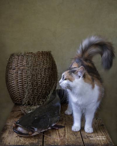 Кошкины раздумья