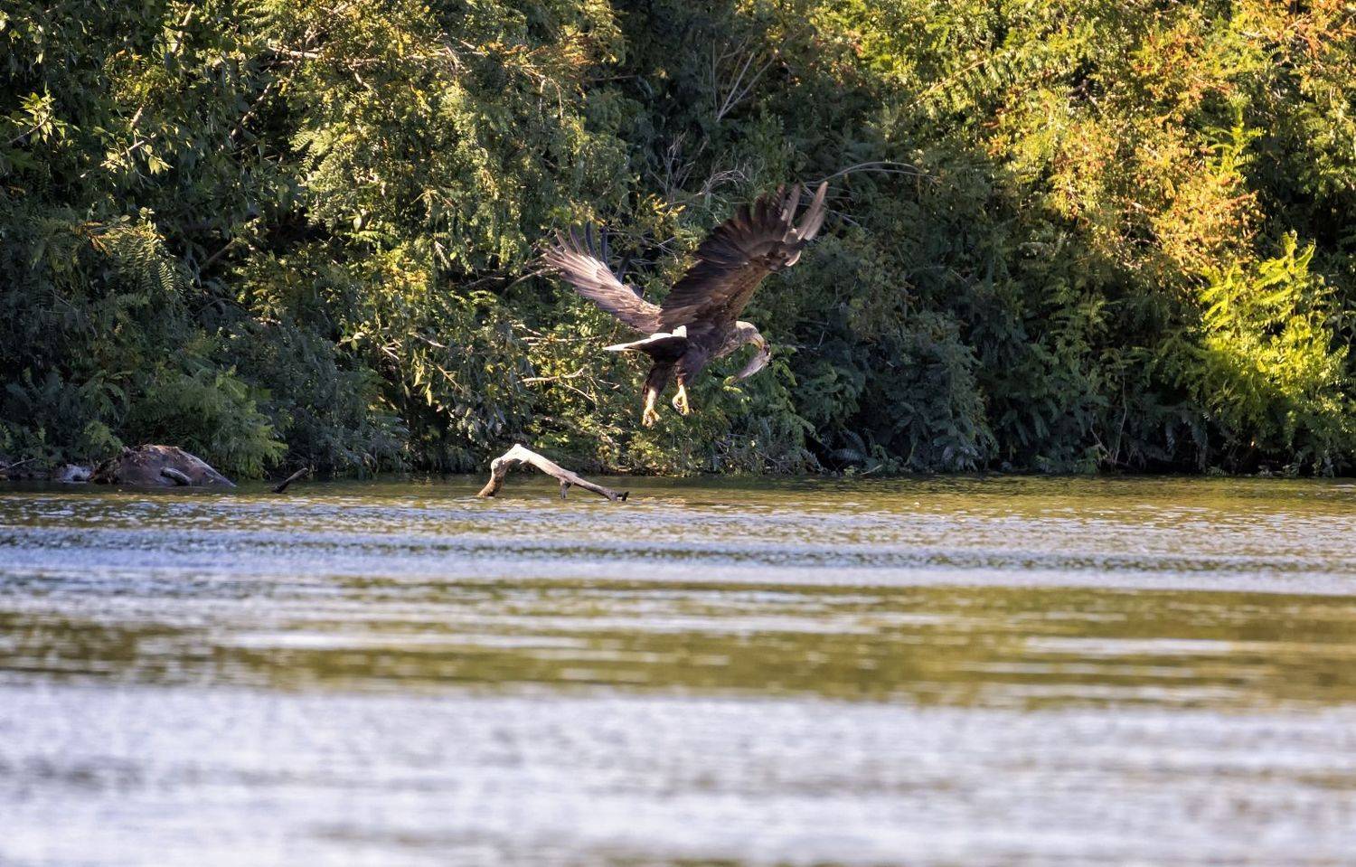 орлан, заповедник., Анатолий Салтыков
