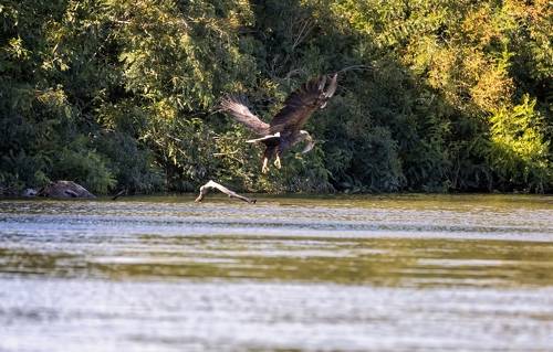 Удачная охота орлана-белохвоста.