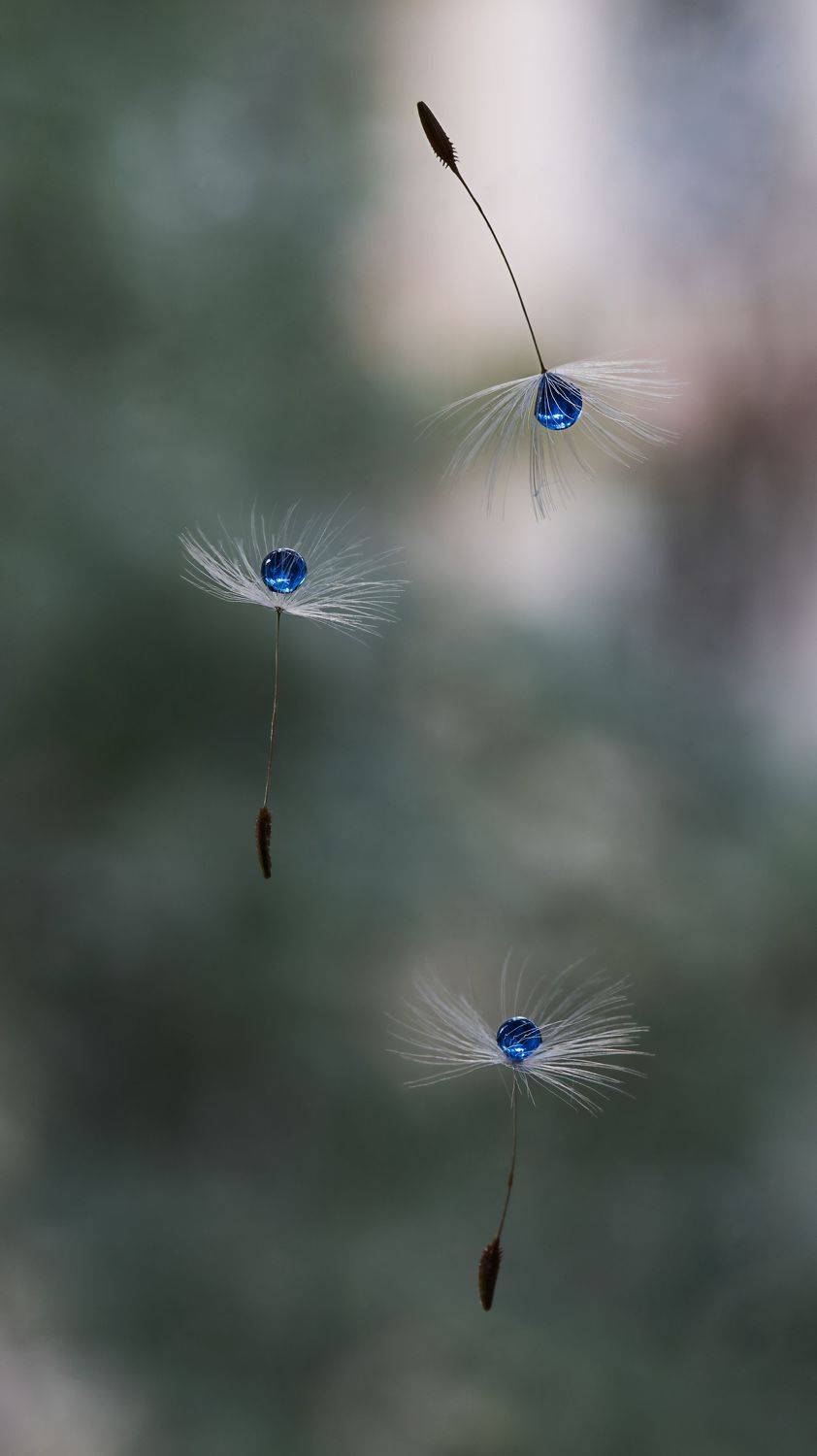 макро, одуванчики, капли, dandelion, macro, drops, Мария Обидина
