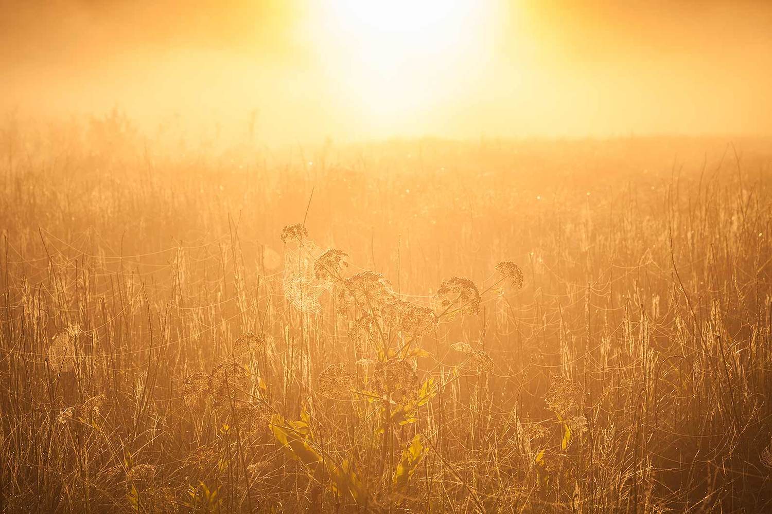 , Напалкин Станислав