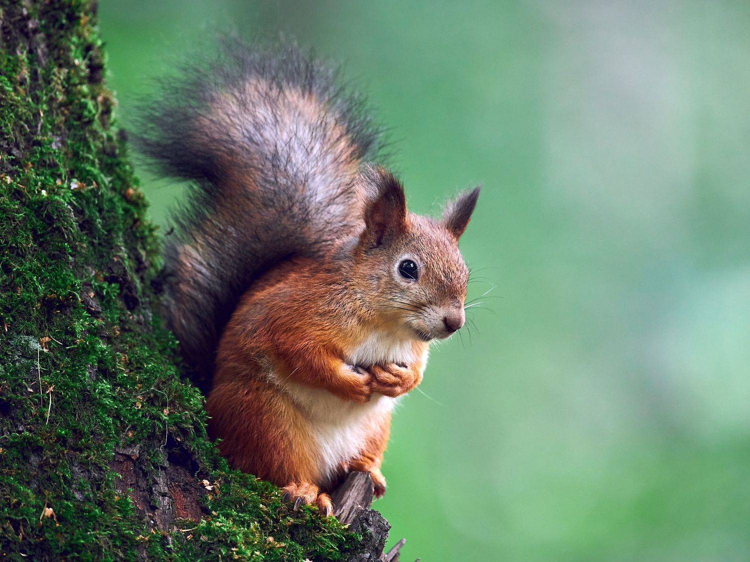 белочка, белка, рыжая белка, рыжая белочка, рыженькая белочка, белочка на дереве, Mikhail Khmelevskiy