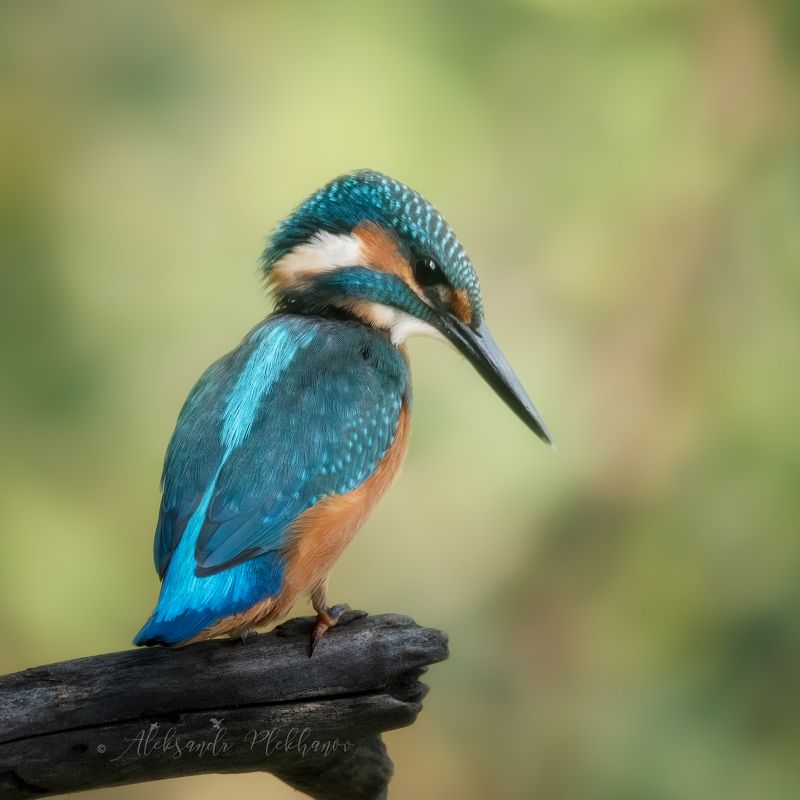 крупный, план, wildlife, kingfisher, island, зимородок Зимородок , крупный план фото превью