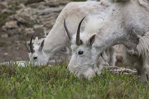 Alpiane Goat