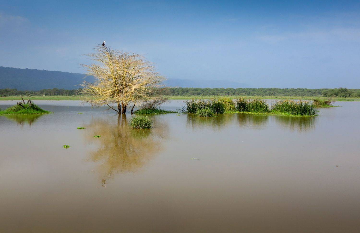 танзания, нд, озеро, маньяра, африка, tanzania, lake, manyara, africa, africa нд, Nadezhda Demkina