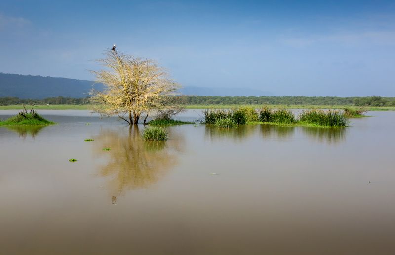 танзания, нд, озеро, маньяра, африка, tanzania, lake, manyara, africa, africa нд Озер Маньяра/ Manyara Lake фото превью