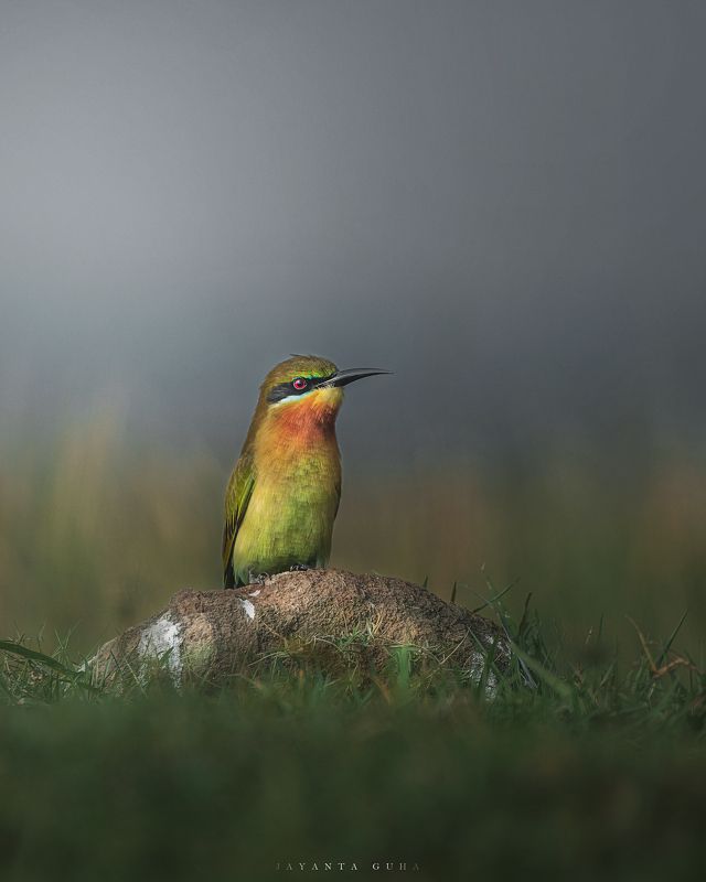 wildlife, art, nature, wild, bird, animal Bee Eater фото превью