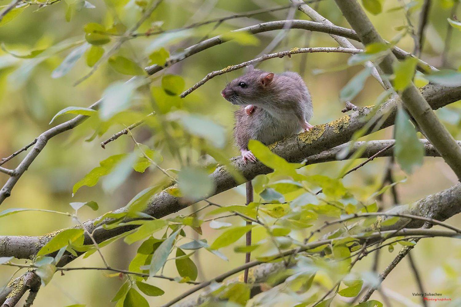 , Валерий Субачев
