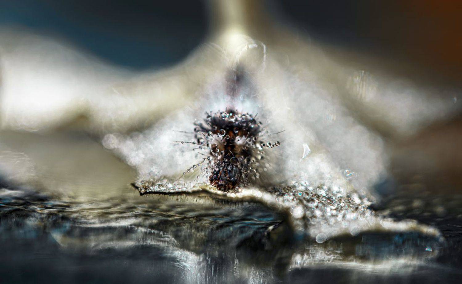 природа, макро, насекомое, гусеница, капли, Неля Рачкова