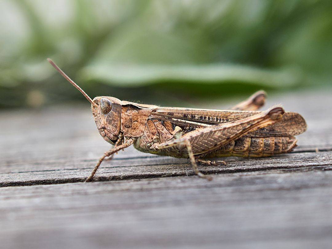 , Калёв Сергей