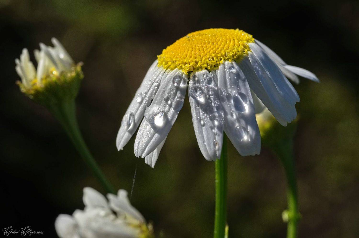 , Орлов Олег