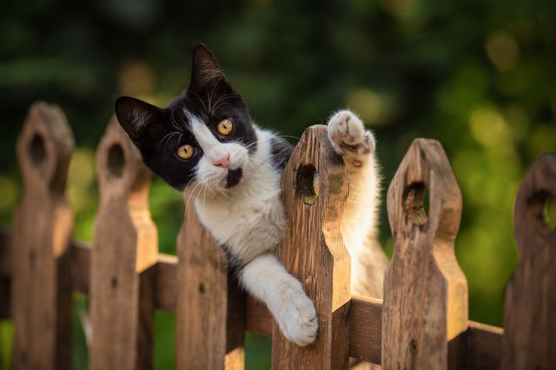 *** фото превью