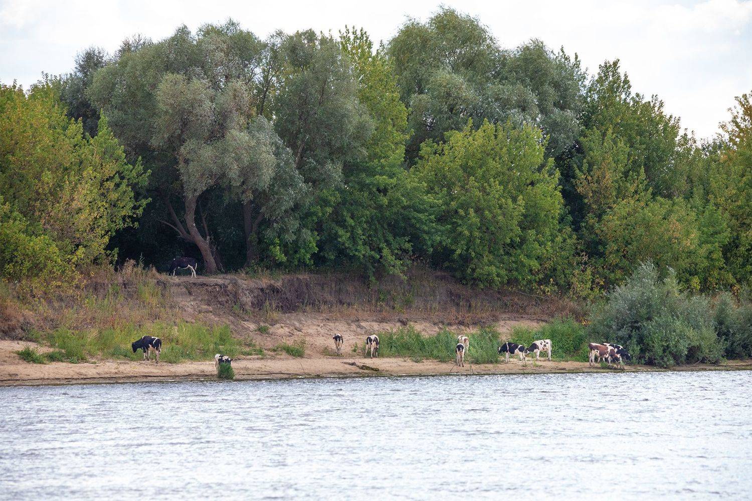 , Чудинин Дмитрий