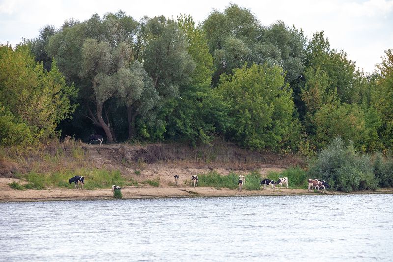 Бурёнки на отдыхе фото превью