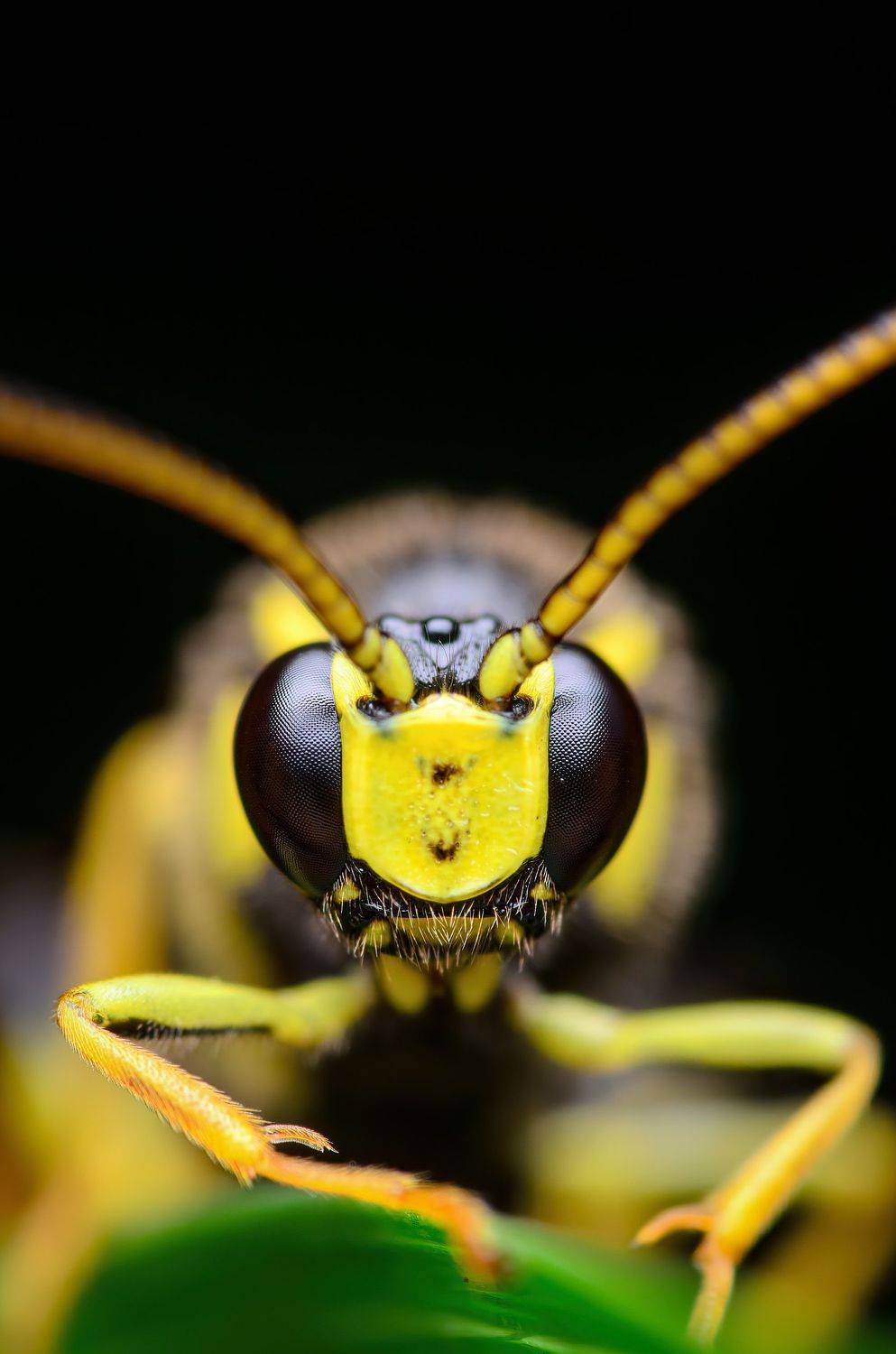 оса, наездник, макро, Сергей Чебанов