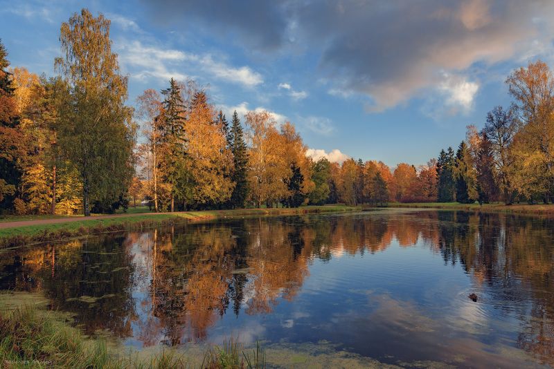 осень, парк, павловский парк, павловск, небо, облака, санкт-петербург На пруду фото превью