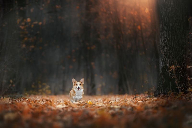 Корги Домашние животные Собаки Осень Корги фото превью