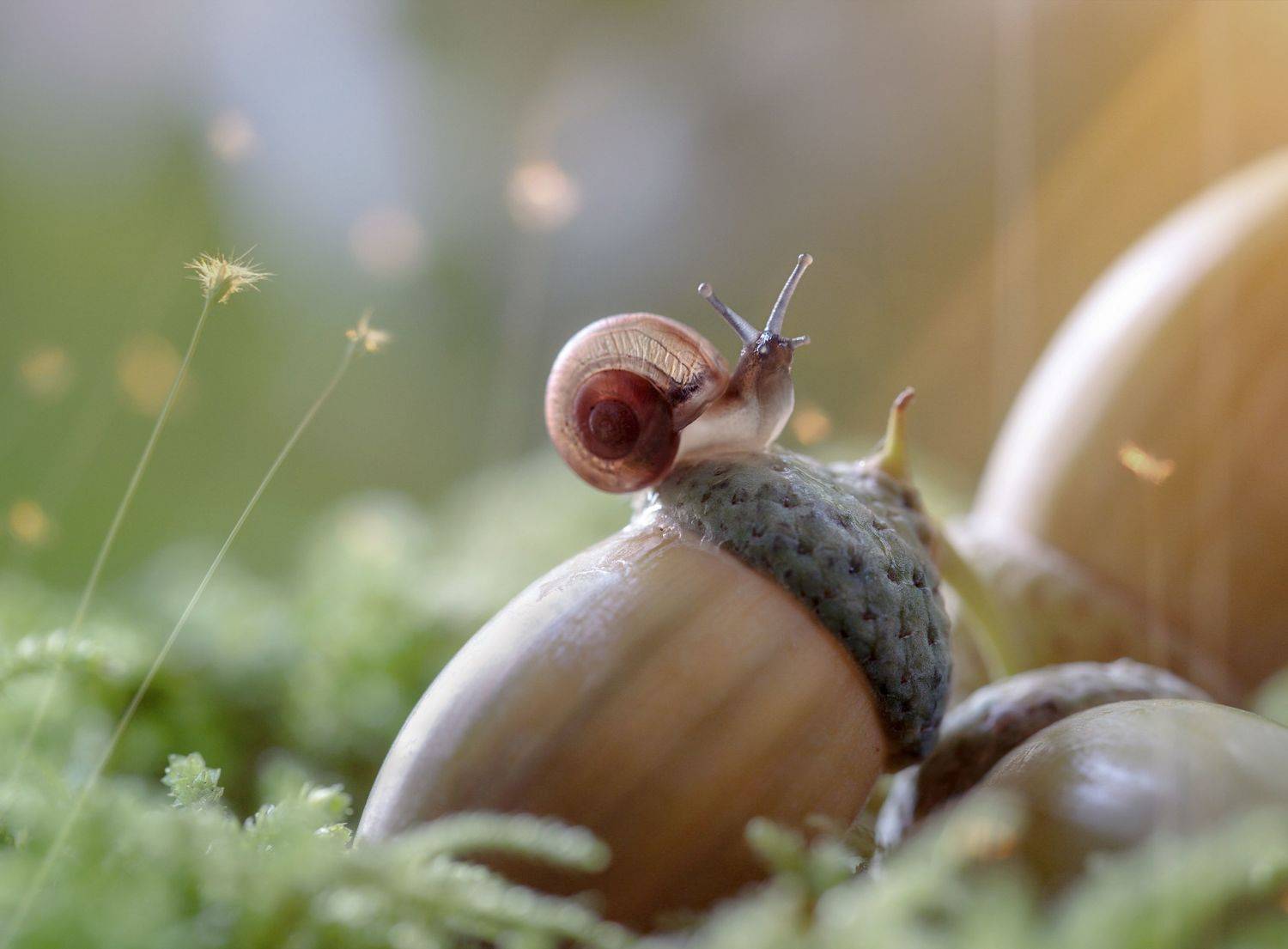 макро, очень, улитки, природа, лес, macro, snail, nature, forest, autumn, Мария Обидина