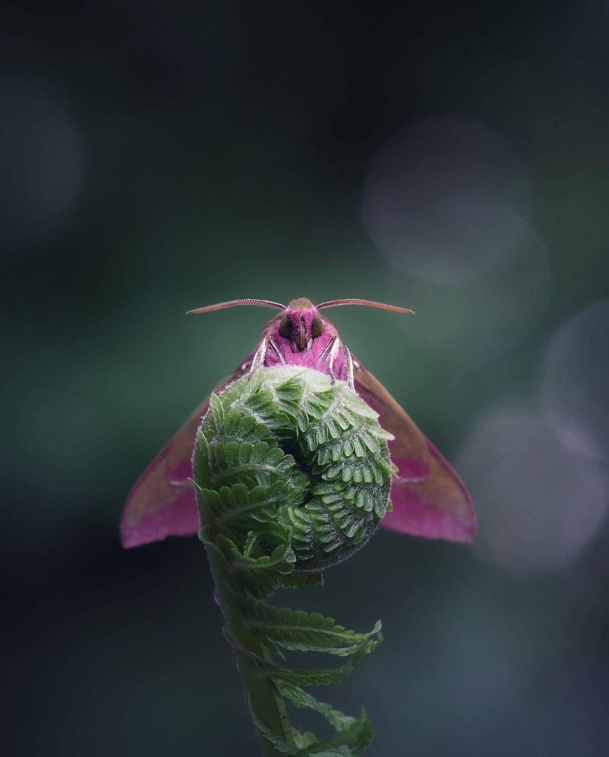 макро, природа, лес, насекомые, мотылёк, macro, nature, butterfly, bokeh, Мария Обидина