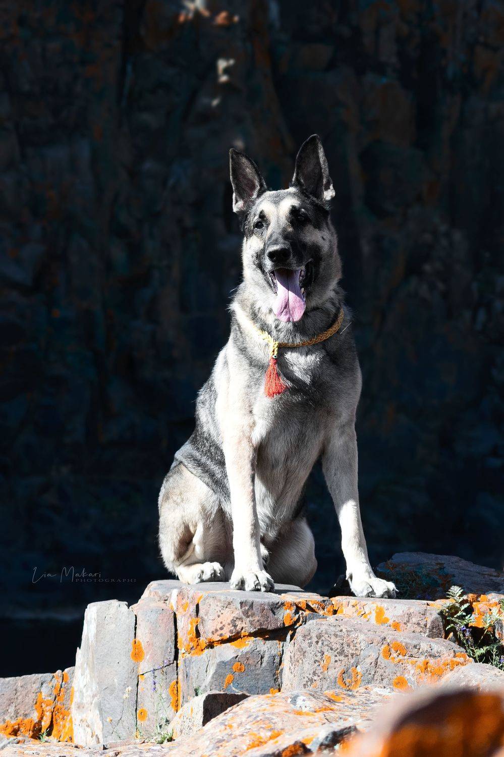 Собака, овчарка, восточная овчарка, sheepdog, dog, Lia Makari