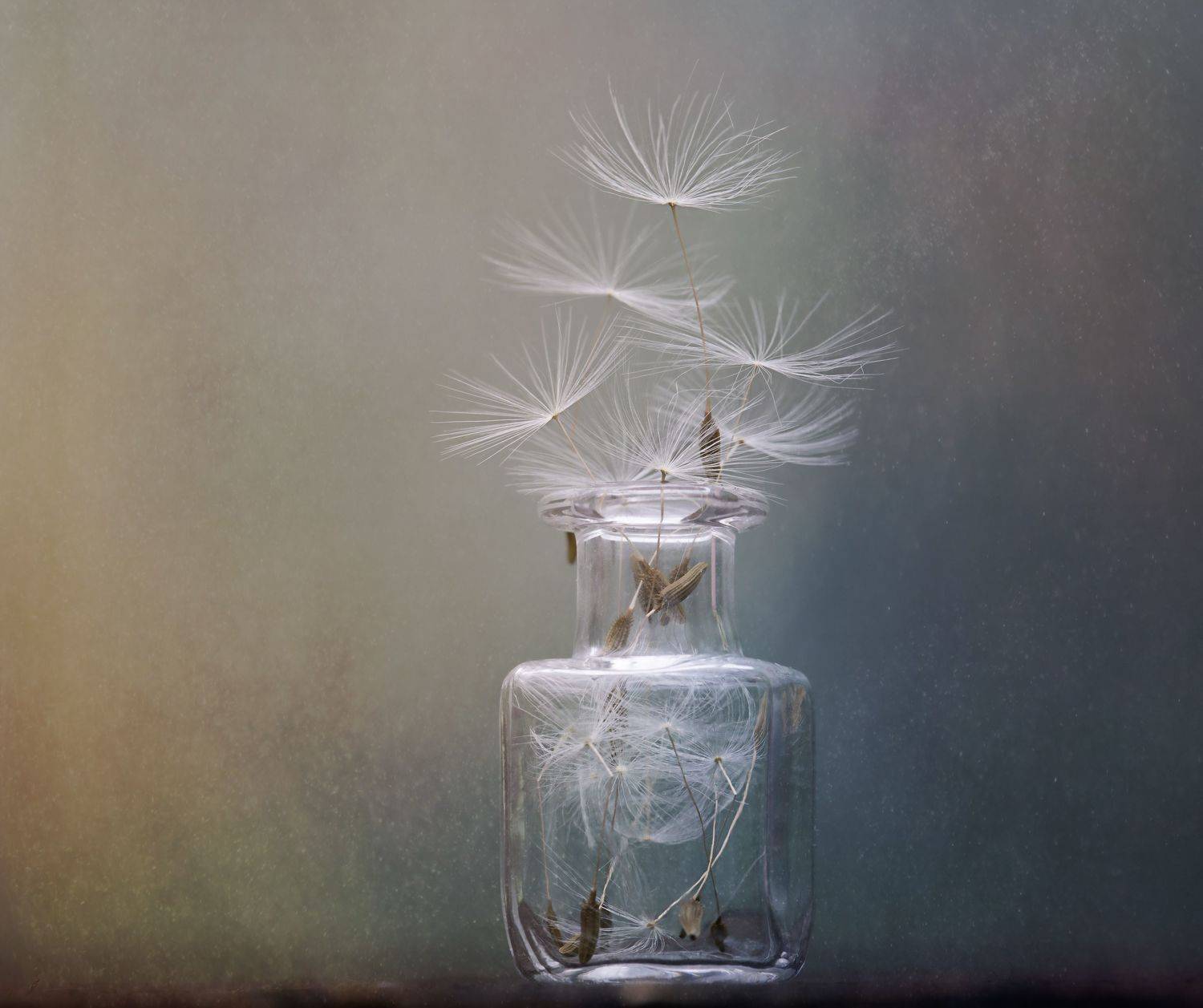 макро, натюрморт, одуванчик, стекло, macro, dandelion, glass, Мария Обидина