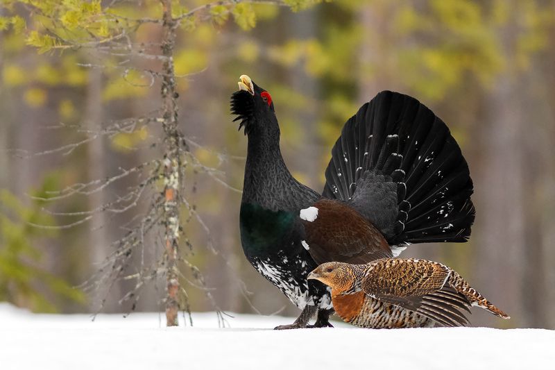 Глухари. фото превью