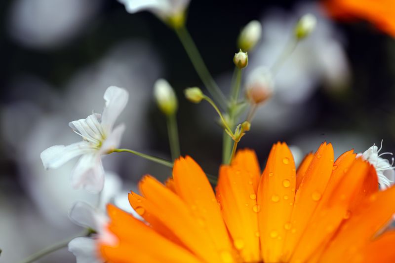 orange,  white flowers, after rain, water drops orange and white flowers after rain фото превью