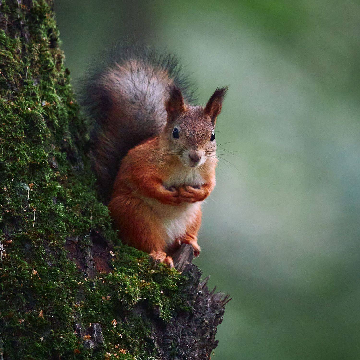 белочка, белка, белочка на дереве, мох, зеленый мох, рыжая белка, Mikhail Khmelevskiy