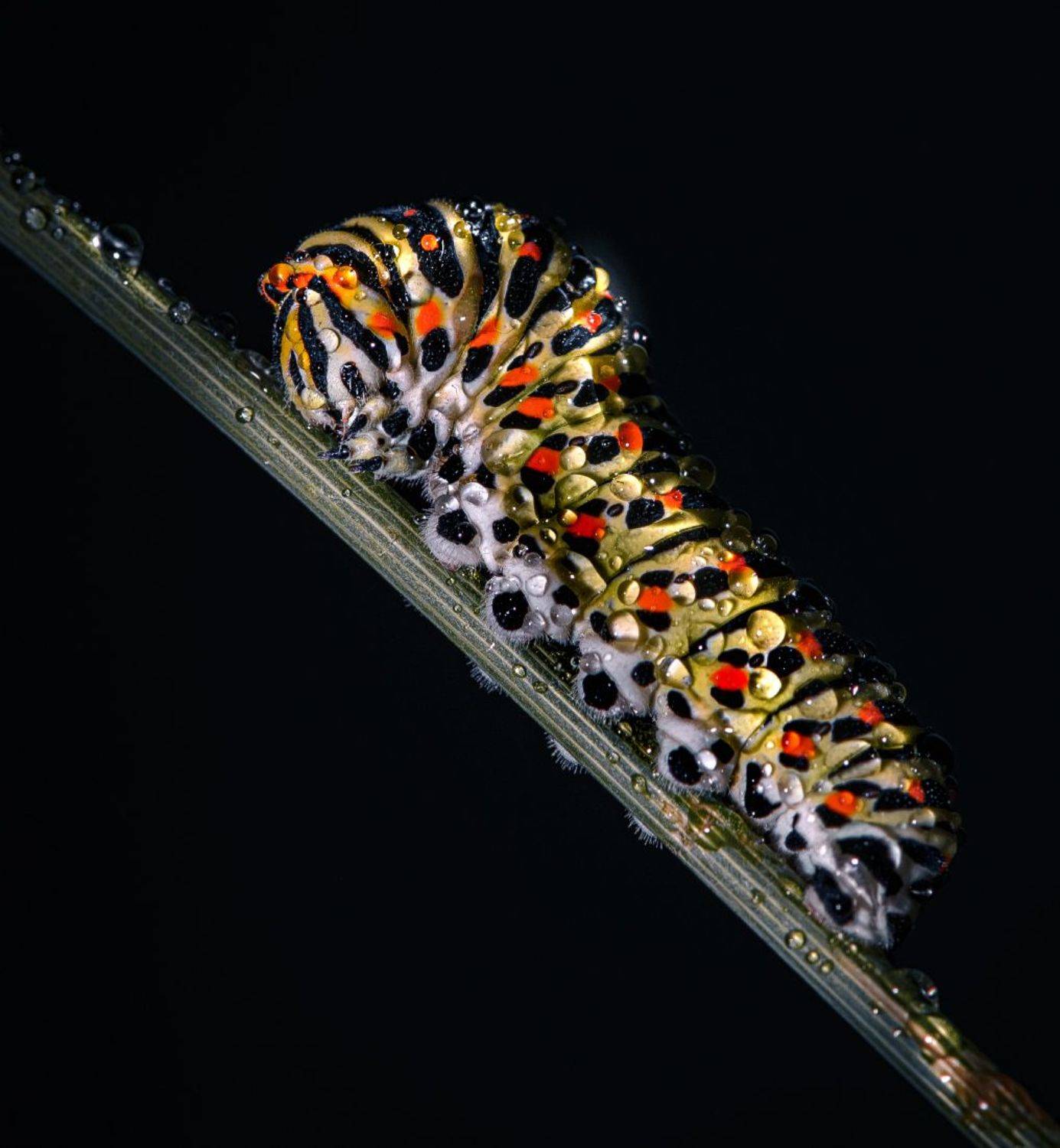 природа, макро, насекомое, гусеница, капли, Неля Рачкова