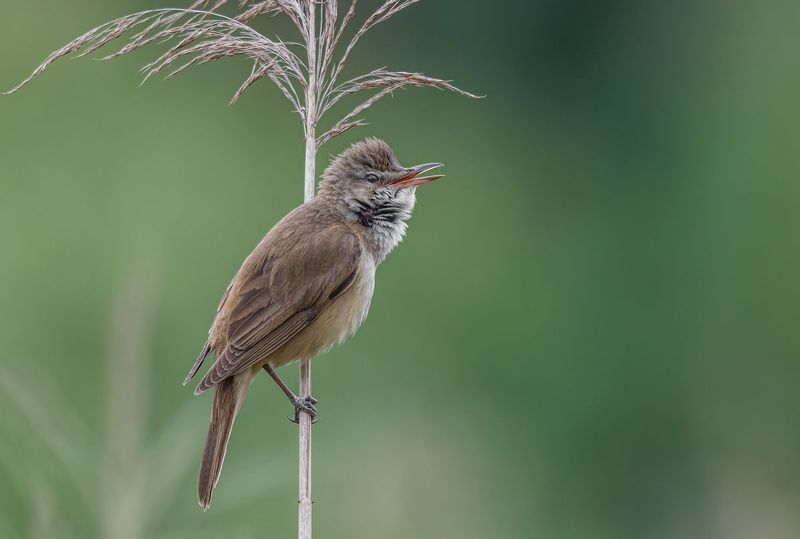 Trzciniak (Acrocephalus arundinaceus) фото превью