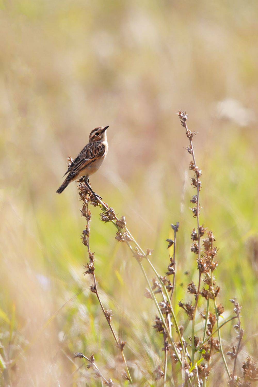 , Чудинин Дмитрий