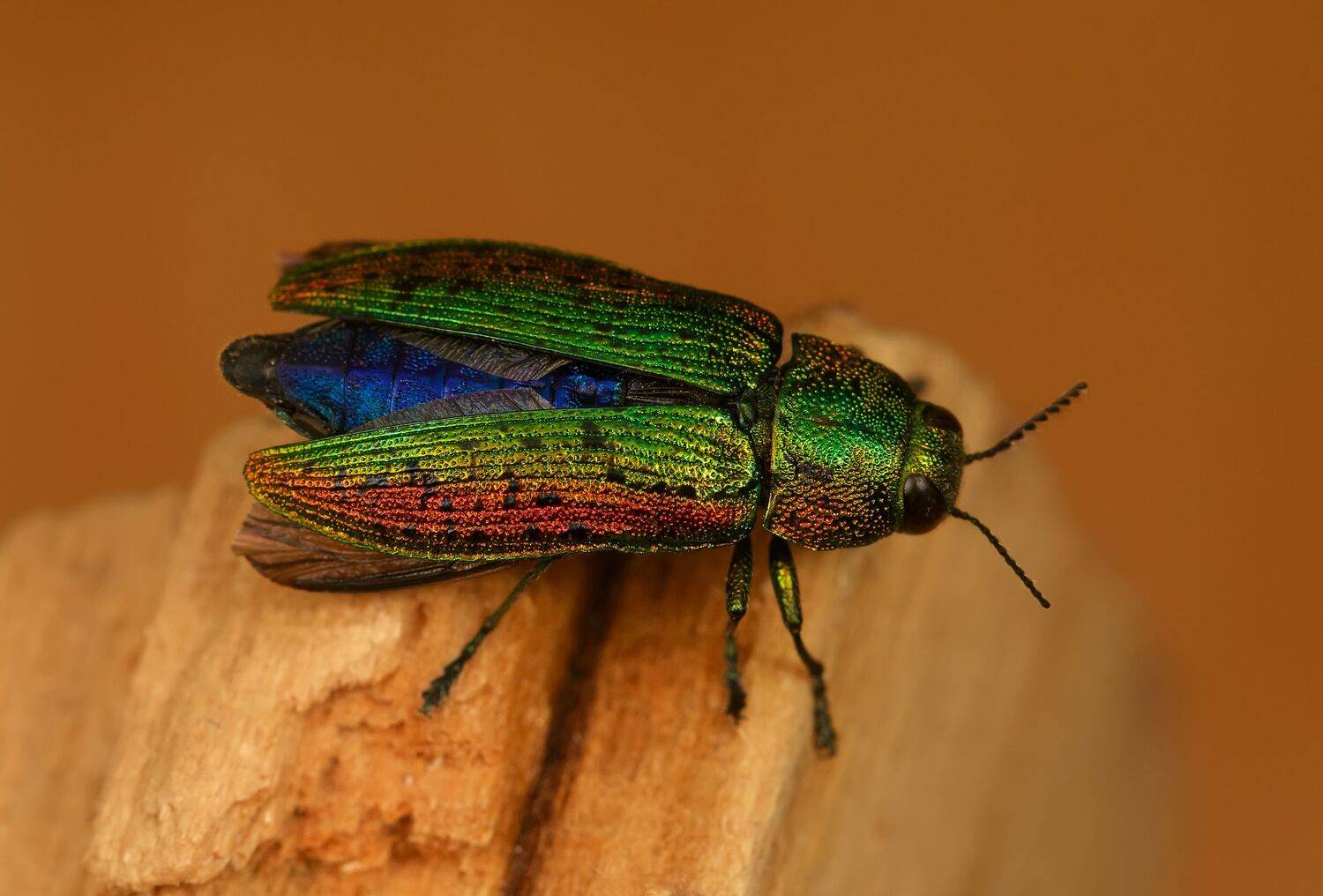 златка липовая, lamprodila rutilans, златки, buprestidae, жук, Павел Черенков