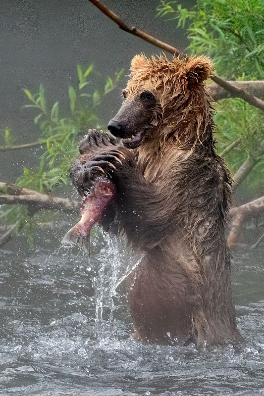 Поймал фото превью