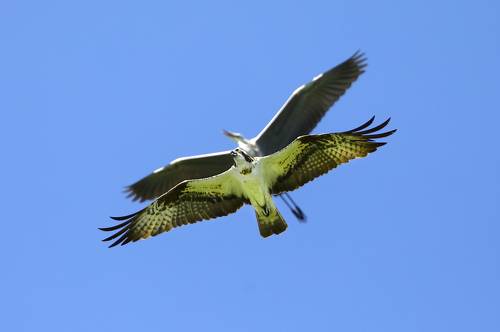 Два эшелона.