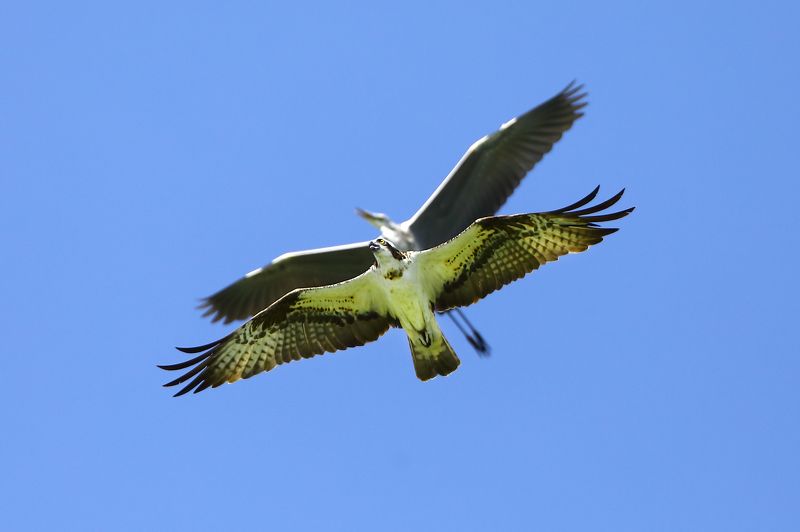 скопа.цапля, серая. Два эшелона. фото превью