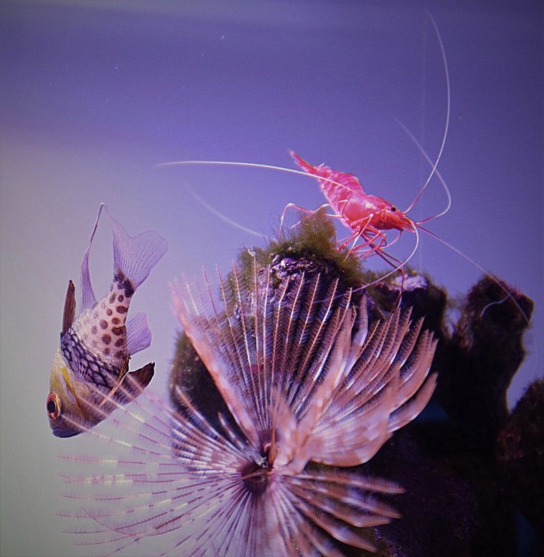 аквариум,креветка,рыбка Креветка и рыбка фото превью