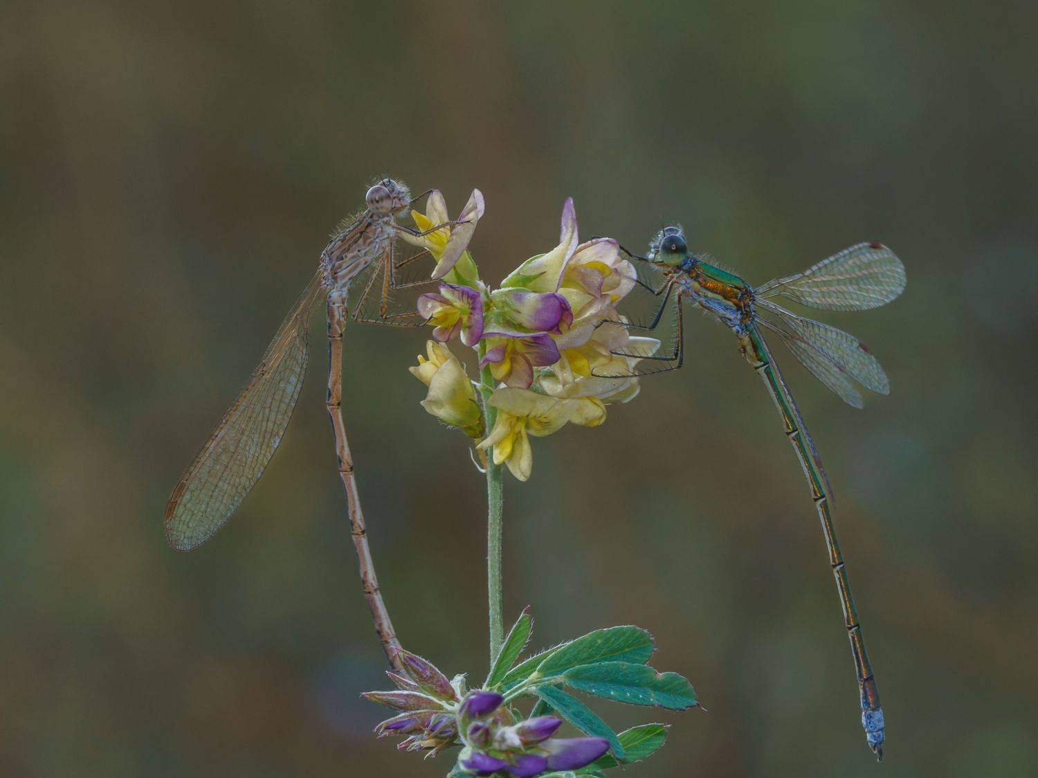 , Семенко Александр