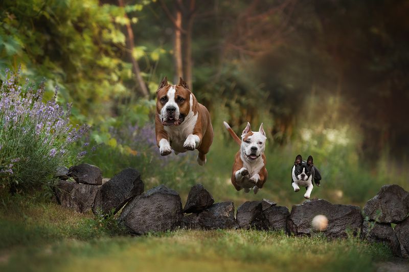 Домашние животные Собаки Движение Команда терьеров фото превью