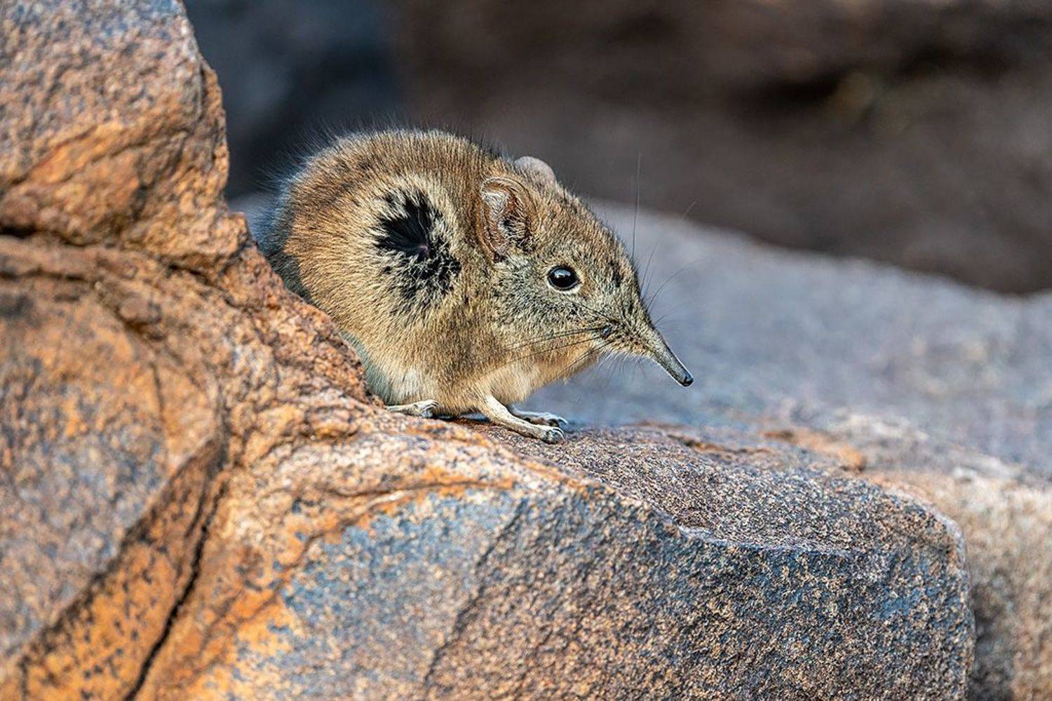 , Сергей Савви