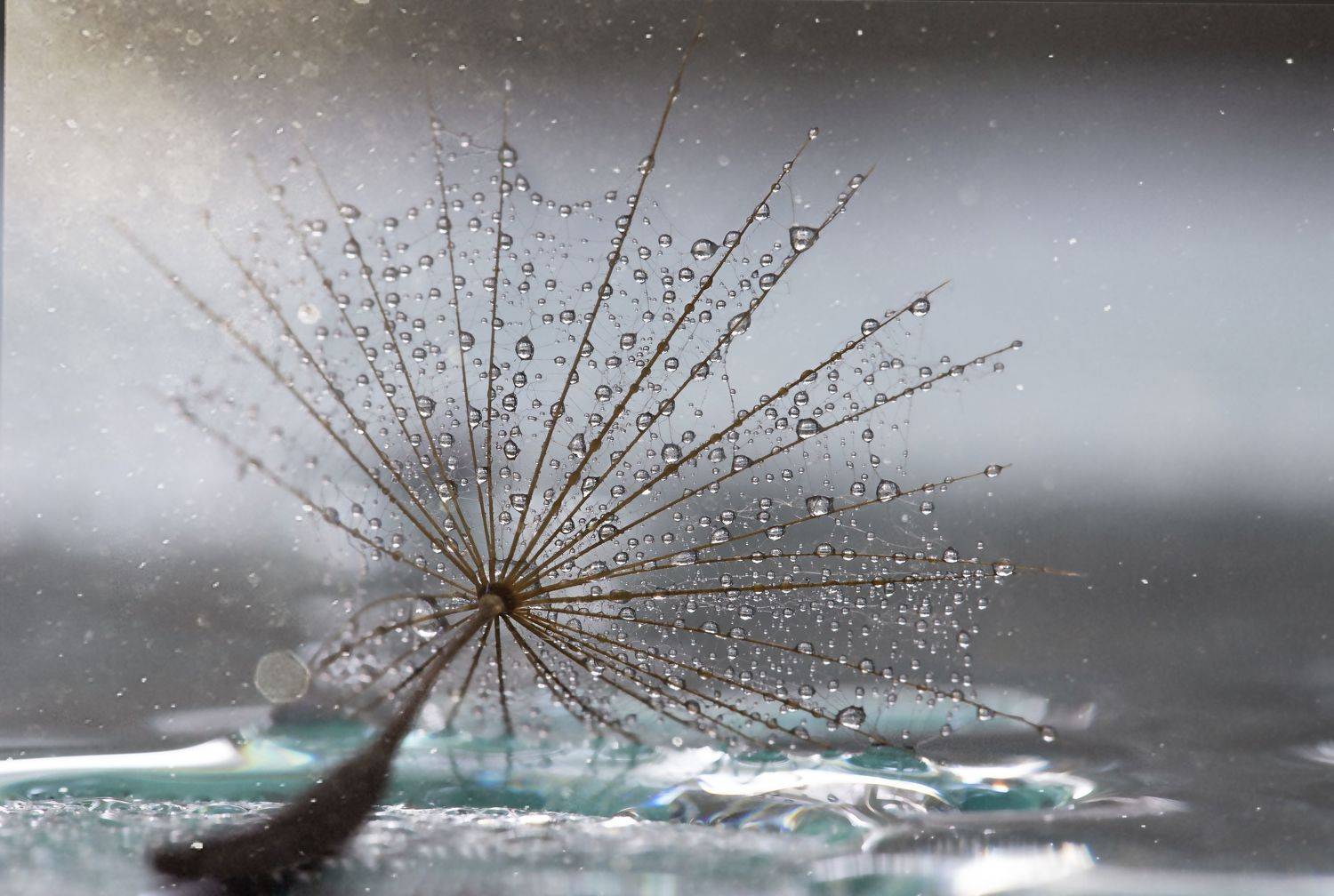 макро, капли, одуванчик, вода, macro, dandelion, drops, water, bokeh, Мария Обидина