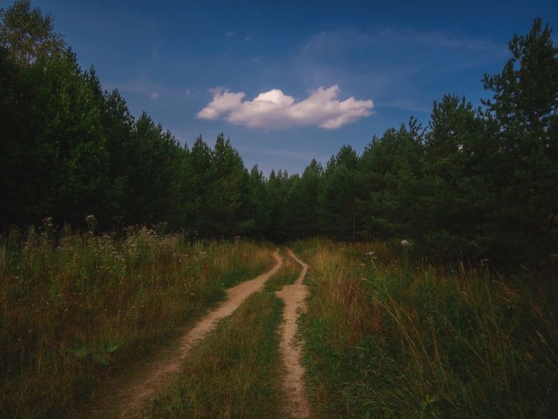Лесной минимализм фото превью