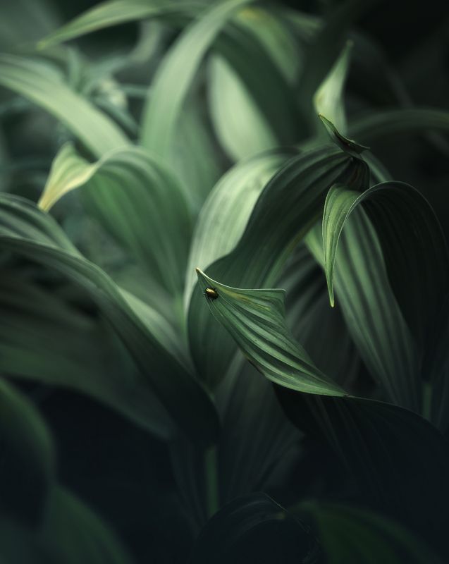 Формы фото превью