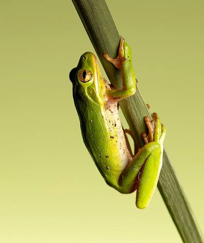 Квакша. Frog. Hylidae - Зеленая североамериканская Квакша